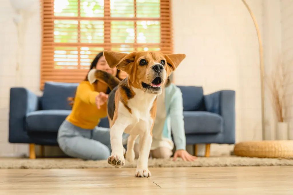 a beagle puppy dog running on the floor inside a 2024 10 11 02 43 44 utc